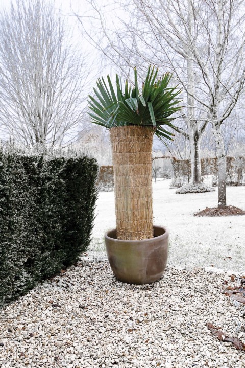 Afbeelding Winterbeschermingsmat rijststro door Tuinartikeltotaal.nl